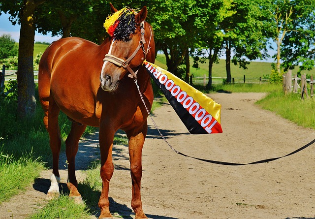 了解对手球 了解对手球